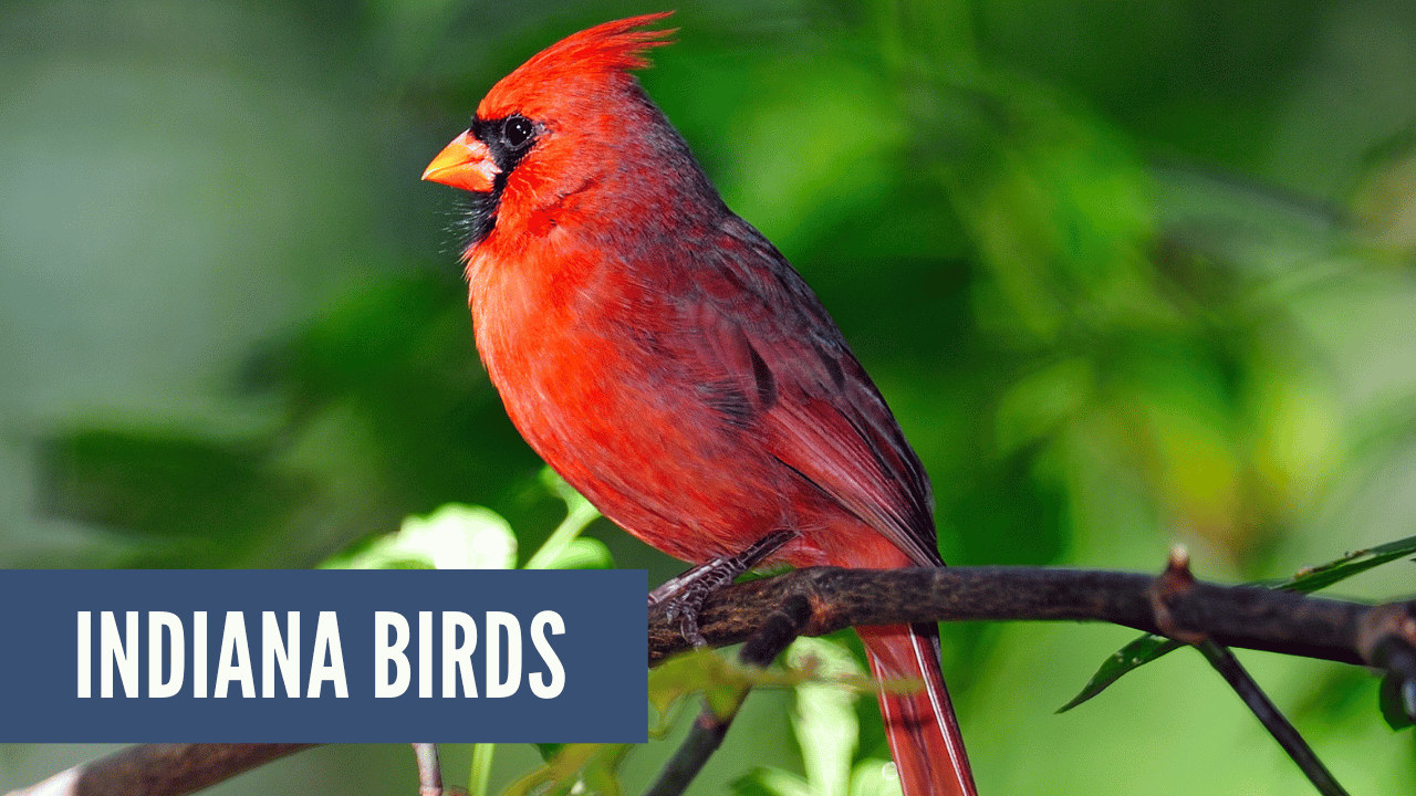 Birds and Indiana – Yosha Snyder Group